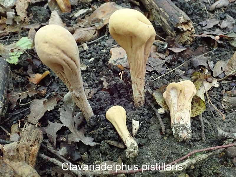 Clavariadelphus pistillaris-amf409-1.jpg - Clavariadelphus pistillaris ; Syn1: Clavaria pistillaris ; Syn2: Clavaria spathulata ; Nom français: Clavaire en pilon